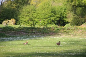 Canards